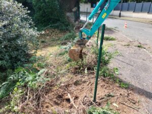 enlevement haie de tuya verneuil sur seine